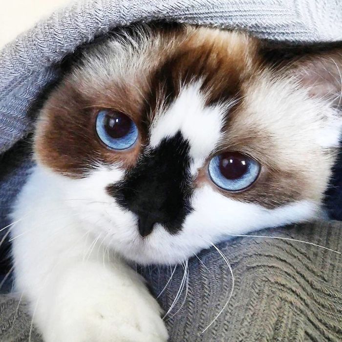 450,000 instagram követője van a cuki cicának - fotók