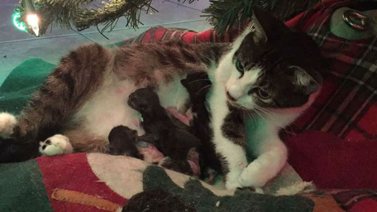 Tökéletes karácsonyi ajándék: a fa alatt hozta világra kölykeit a befogadott cica