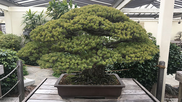 Még mindig nő a 391 éves bonsai fa