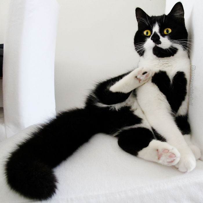 Szívecskemintás bundája van a világ legcukibb cicájának