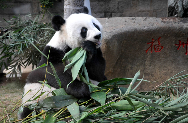 Kimúlt a világ legöregebb pandája