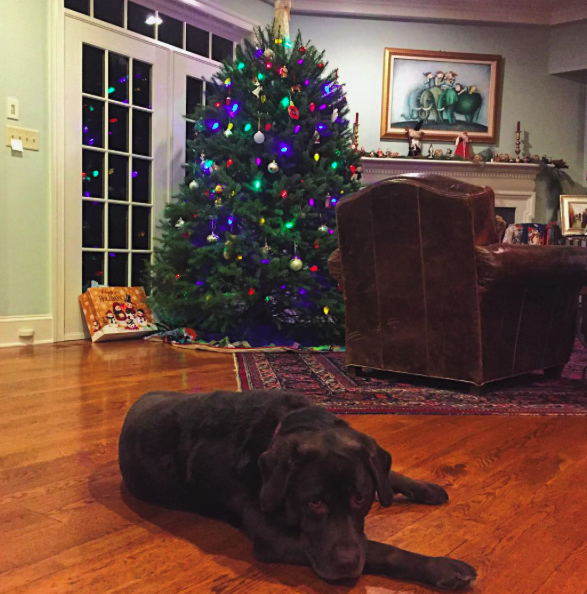 10 kutya, aki nagyon szomorú, hogy véget ért a karácsony - vicces fotók