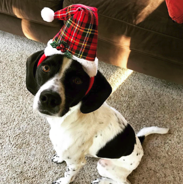 10 kutya, aki nagyon szomorú, hogy véget ért a karácsony - vicces fotók