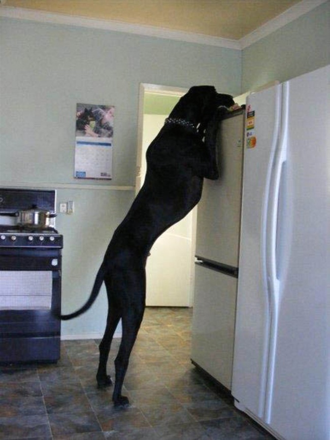 Vicces fotók: 10 hatalmas kutya, aki alig fér be a házba