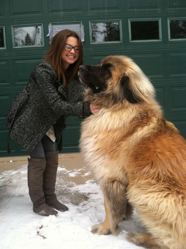 Vicces fotók: 10 hatalmas kutya, aki alig fér be a házba