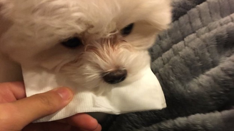 A világ legcukibb kutyája zsebkendőt vitt síró gazdájának