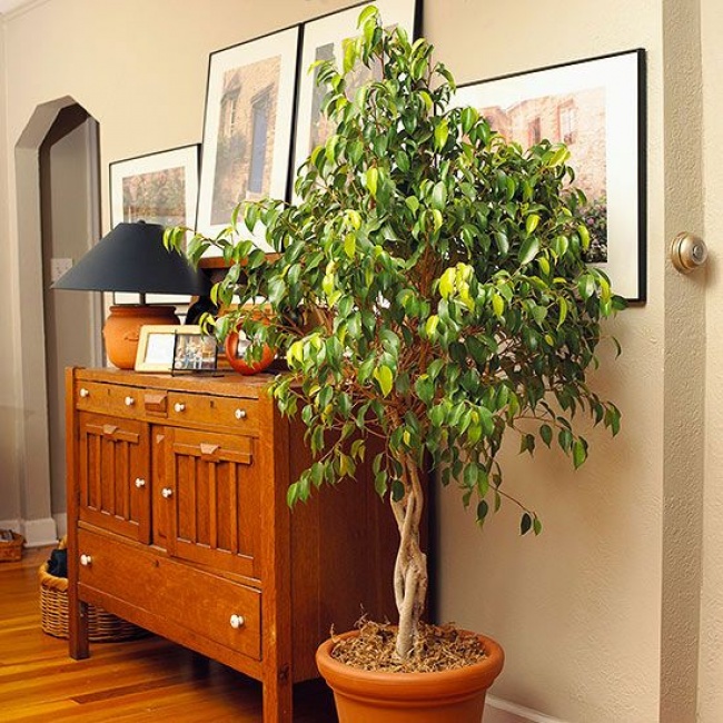 10 hasznos szobanövény, a ház minden szobájába