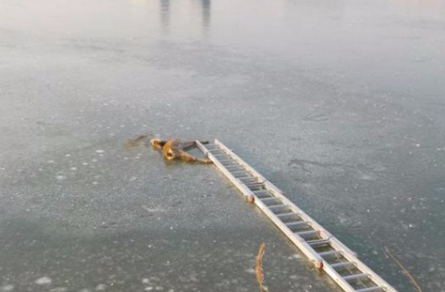 A tó jegéről mentették ki az őzet a tűzoltók - fotók