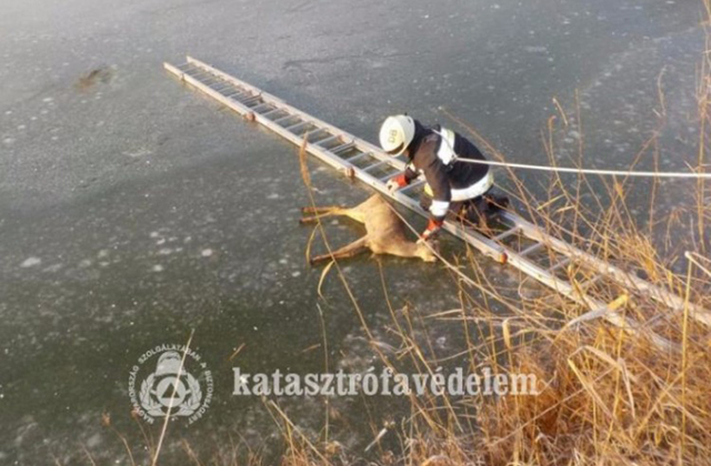 A tó jegéről mentették ki az őzet a tűzoltók - fotók