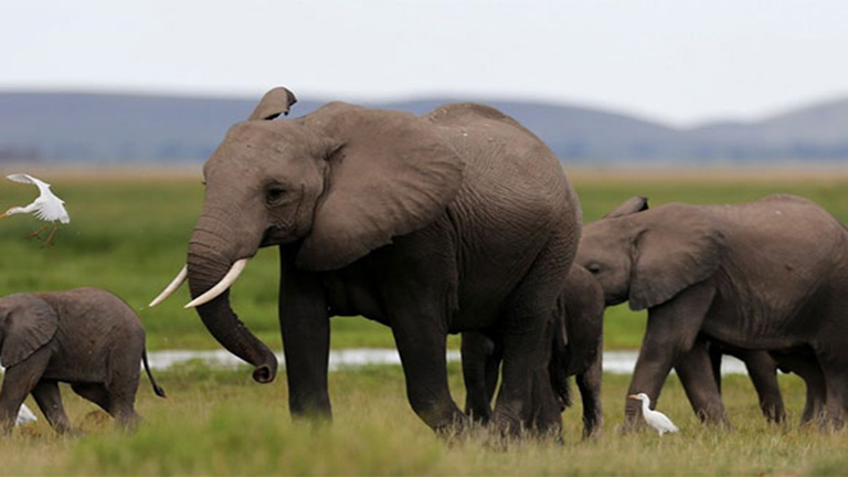 Kínában betiltották az elefántcsonttal való kereskedést