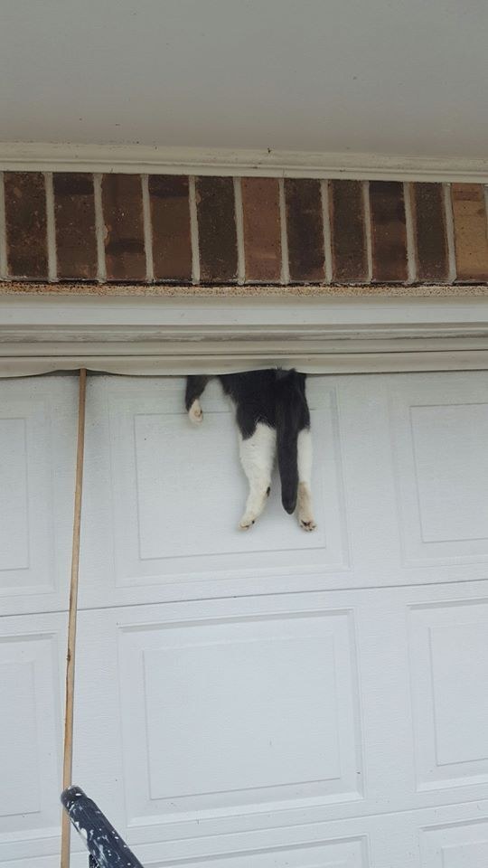 Ez a macska már tudja, miért nem éri meg a garázsajtó tetején szúnyókálni