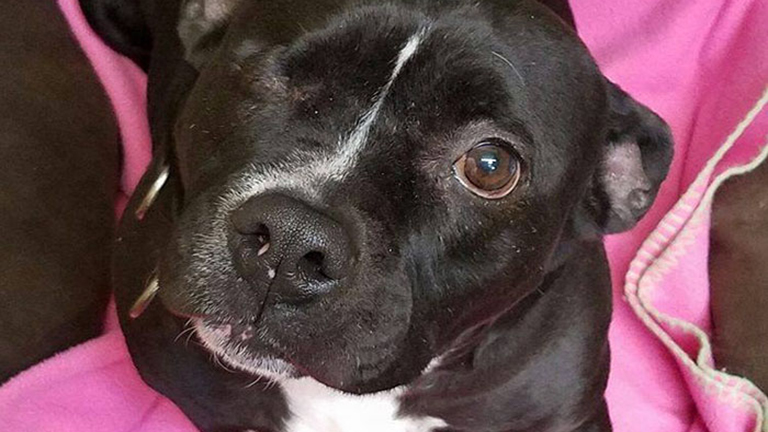 Otthonra talált a félszemű pitbull, aki fél életét menhelyen töltötte