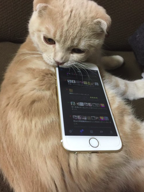 Nincsen jobb iPhone-tartó a macskánál!
