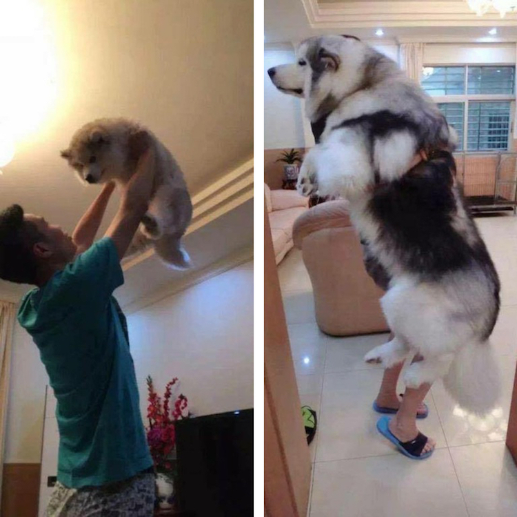 10 kutya, akik nem is tudják, milyen hatalmasra nőttek