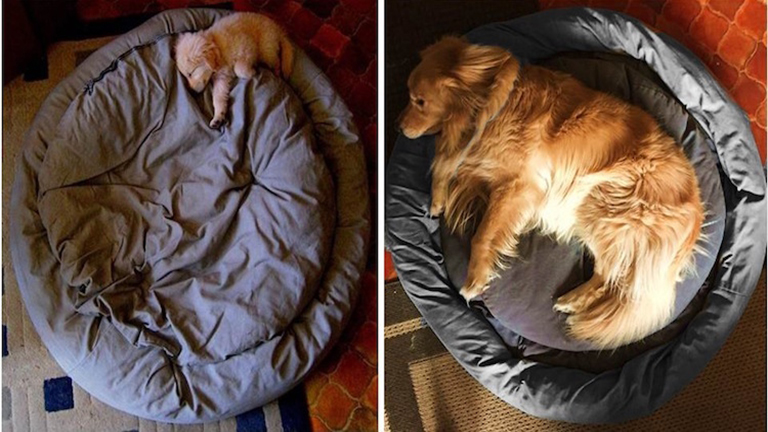 10 kutya, akik nem is tudják, milyen hatalmasra nőttek
