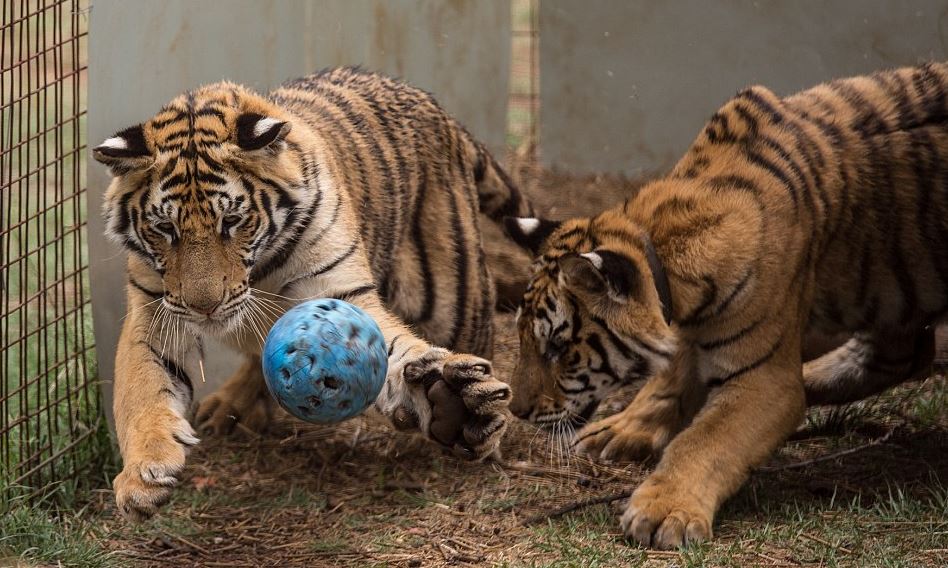 Feladták az otthonukat, hogy gondoskodhassanak 10 tigrisükről 