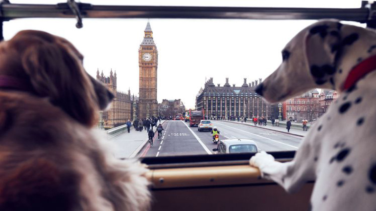 Londonban külön buszos városnézésre mehetnek a kutyák