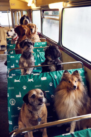 Londonban külön buszos városnézésre mehetnek a kutyák