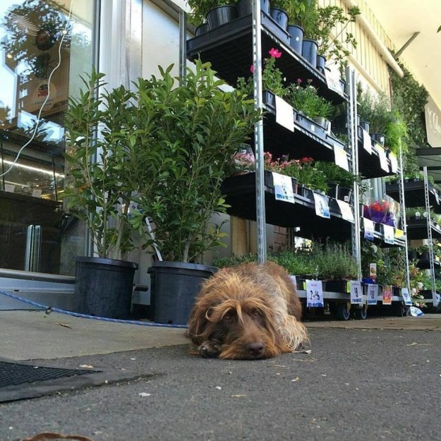 Szomorú kutyák, akiket a bolt előtt hagytak