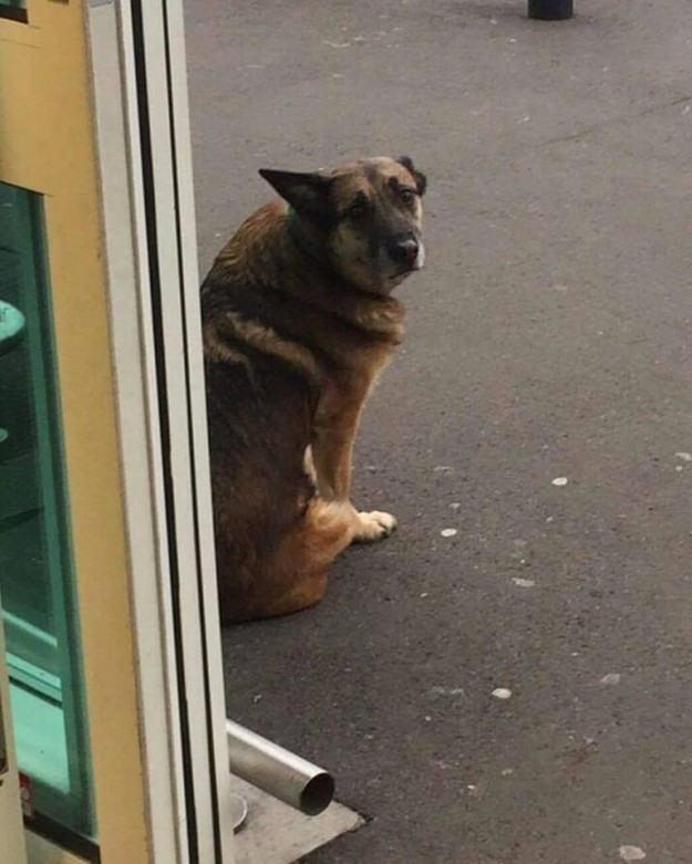 Szomorú kutyák, akiket a bolt előtt hagytak