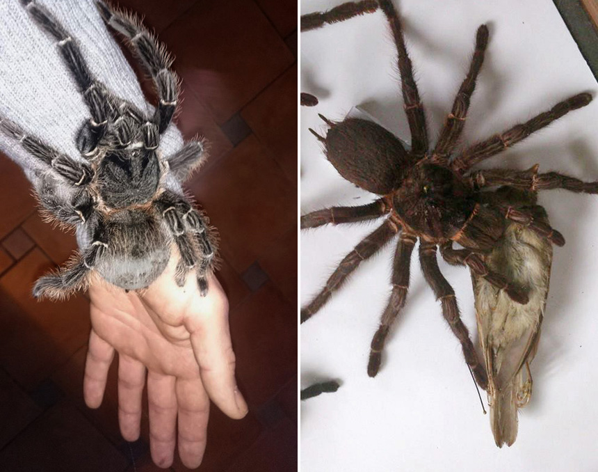 Krisztiánnak élő példánya is van, ez egy 18 éves hatalmas madárpók, Dél-Amerikából (balra), ezek a pókok tényleg megeszik még a madarakat is (jobbra)