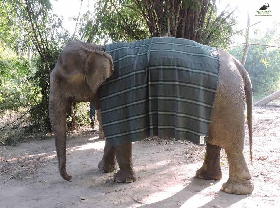 Megható: hatalmas pulcsikat kötnek az elefántoknak egy indiai falu lakói