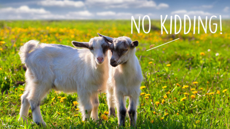 10 ok, ami miatt még jobban fogod imádni a kecskéket
