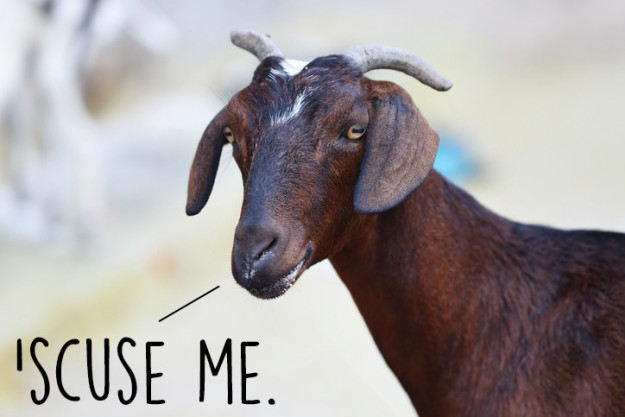 10 ok, ami miatt még jobban fogod imádni a kecskéket