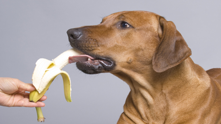 Milyen gyümölcsöt adhatsz a kutyádnak, és milyet nem