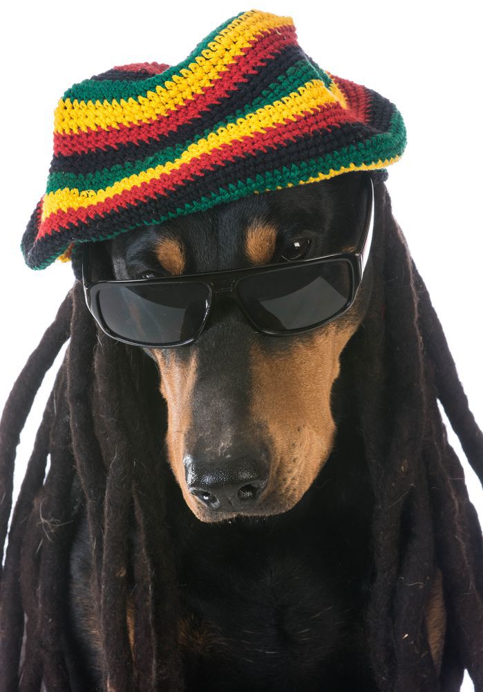 Kiderült, hogy a kutyák odavannak a reggae zenéért