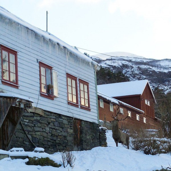 Rendszeresen ellátogat a norvég nyugdíjashoz a haspók szarvas