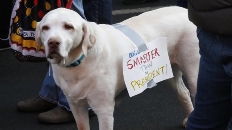 10 kutya, aki szintén nem örül, hogy Trump az elnök