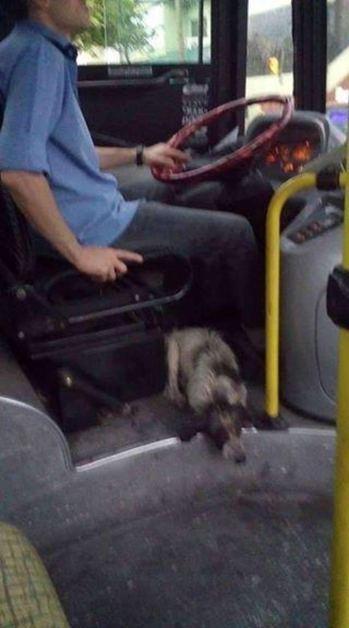 Megható dolgot tett a kóbor kutyákért a buszsofőr