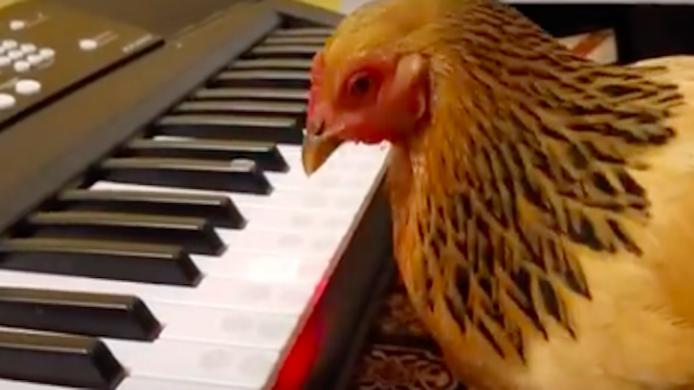 videó a csirkék leszokásának egyszerű módja