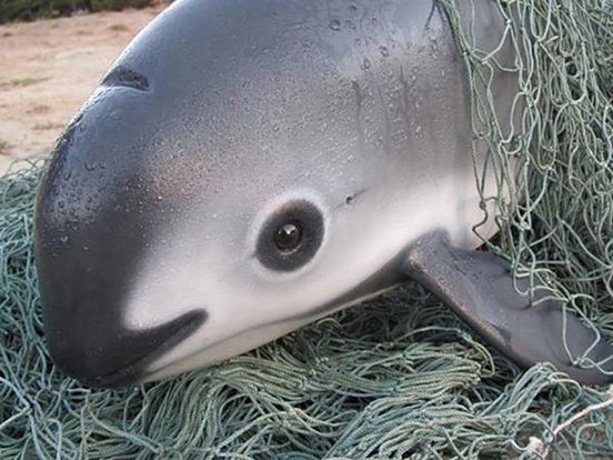 Összesen 30 példány maradt a világon ebből a delfinfajtából
