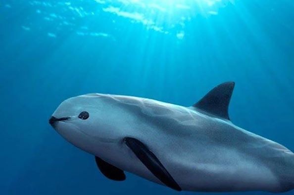 Összesen 30 példány maradt a világon ebből a delfinfajtából