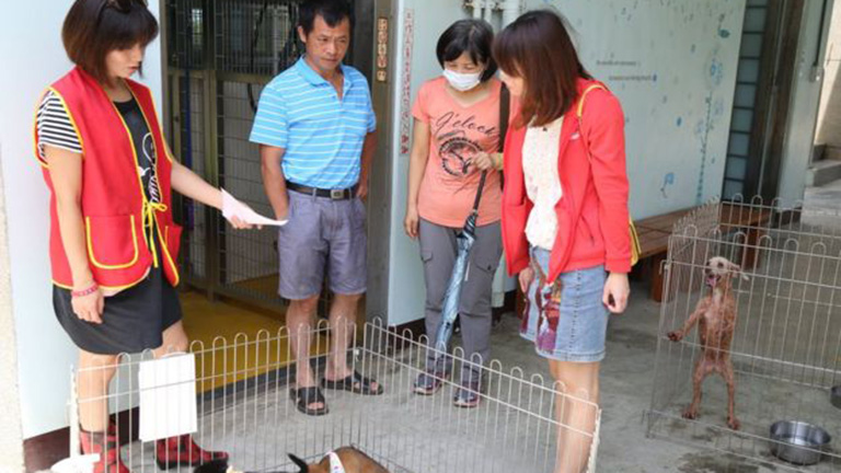 Tilos lesz elaltatni az elhagyott állatokat Tajvanban