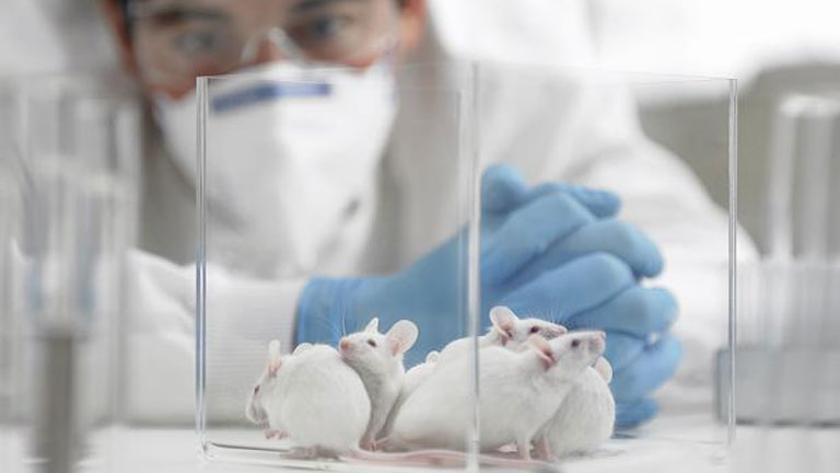 A magyar kutatók az egereket is meg tudták gyógyítani - képünk illusztráció (Fotó: Tumblr)