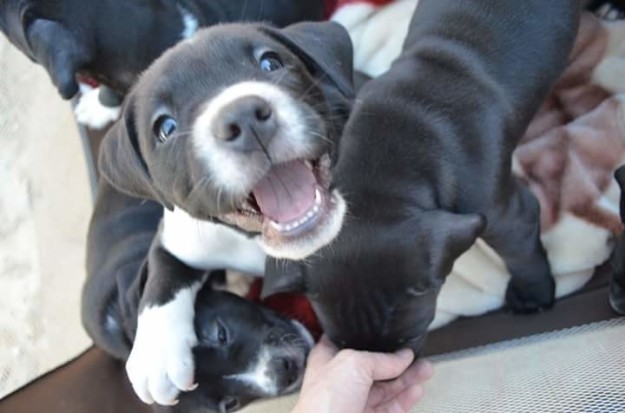 10 kutya, aki már nem is lehetne ennél boldogabb
