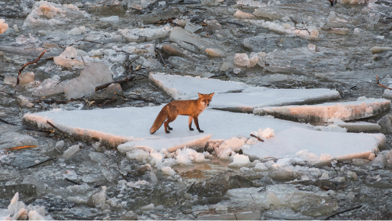 A Tisza jégtábláján utazik a megszeppent róka