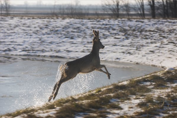 A Tisza jégtábláján utazik a megszeppent róka