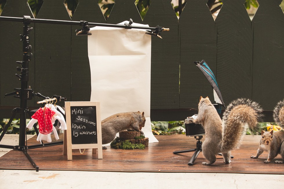 Menő kajapartikat rendez a környék mókusainak egy nő - cuki fotók