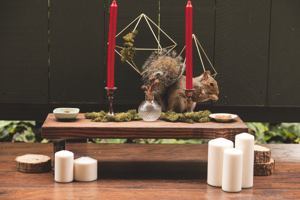 Menő kajapartikat rendez a környék mókusainak egy nő - cuki fotók