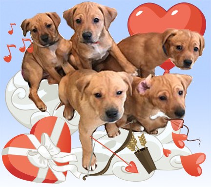 Mentett kiskutyák kézbesítették a Valentin-napi ajándékokat - cuki fotók