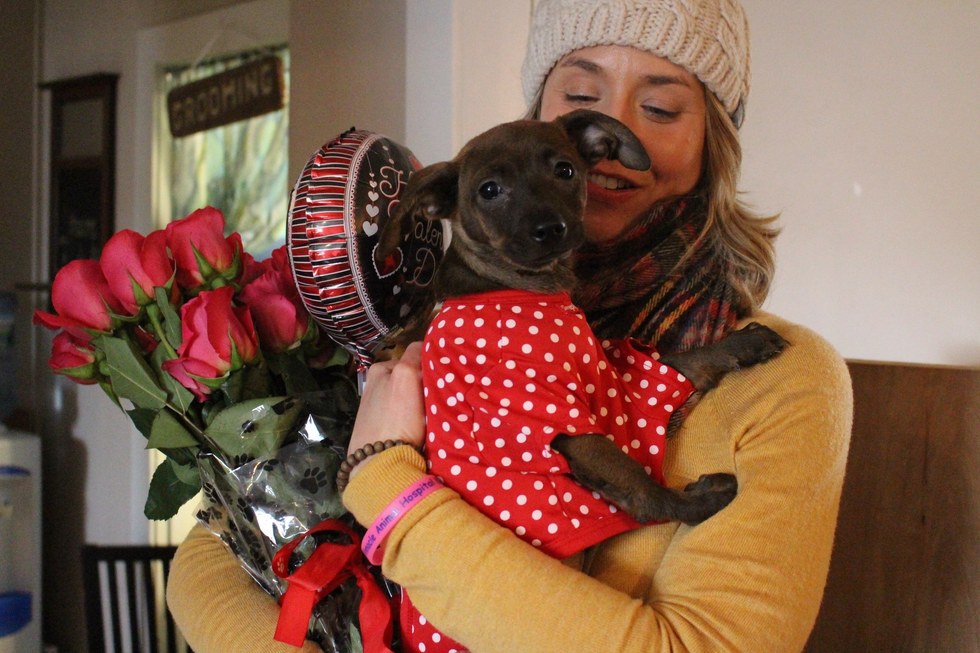Mentett kiskutyák kézbesítették a Valentin-napi ajándékokat - cuki fotók
