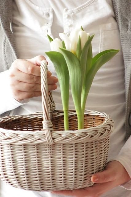 A hagymásokban az a legjobb, hogy ha nem vágott virágban gondolkodunk, akkor viszonylag tartósan gondoskodnak a tavaszias hangulatról otthonunkban. Ugye milyen édes a tulipán egy ilyen helyes kis kosá
