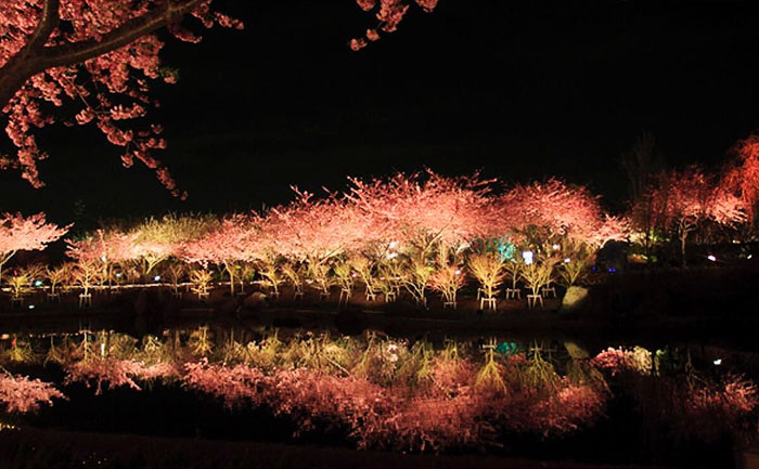 Ebben a japán városban máris kezdetét vette a tavaszi cseresznyefavirágzás - csodás fotók