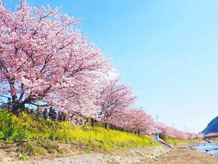 Ebben a japán városban máris kezdetét vette a tavaszi cseresznyefavirágzás - csodás fotók