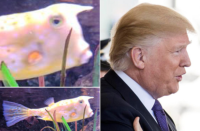 Megszólalásig hasonlít Donald Trumpra egy hal - fotó