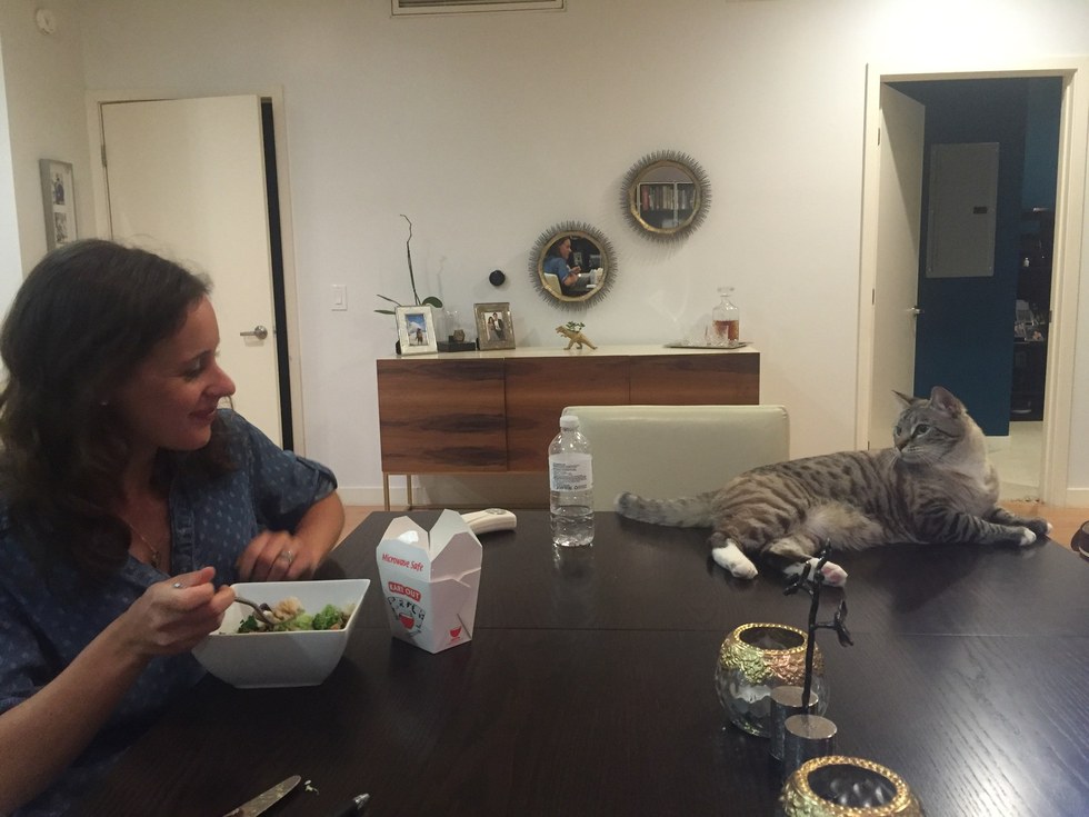 Minden étkezést árgus szemmel figyel a gourmet macska